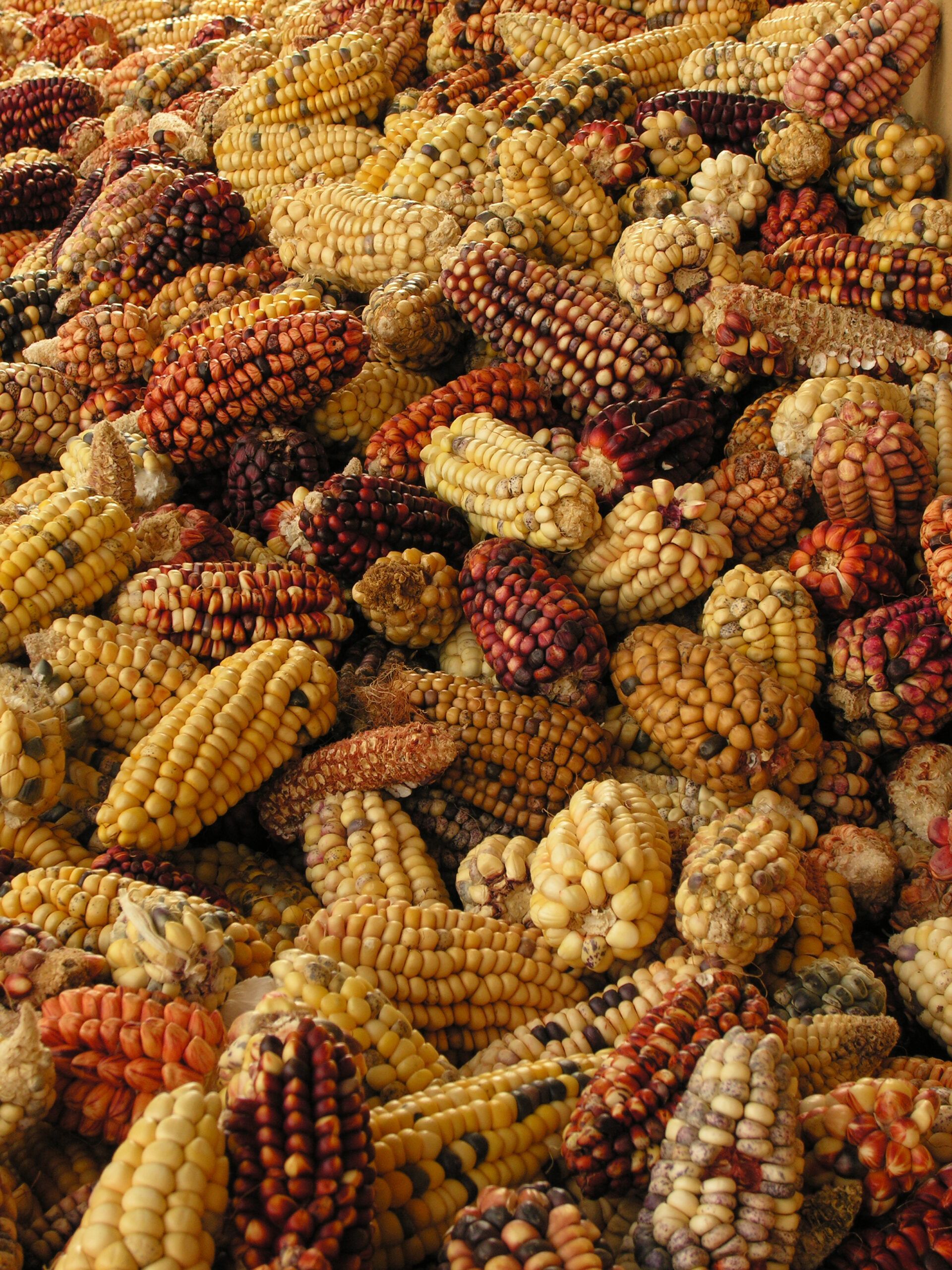 Variedades de milho andino.