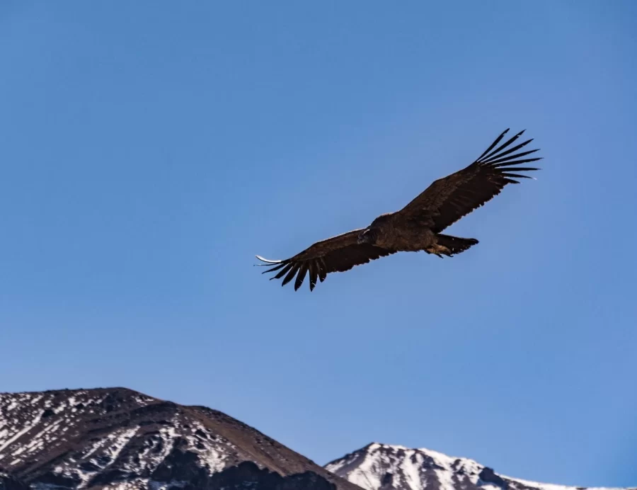 Condor andino Valle del Colca 900x692 - Colca Valley, Arequipa, Peru