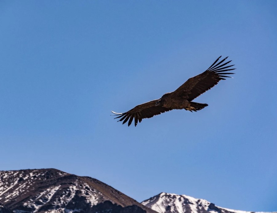 Condor Andino Valle Del Colca