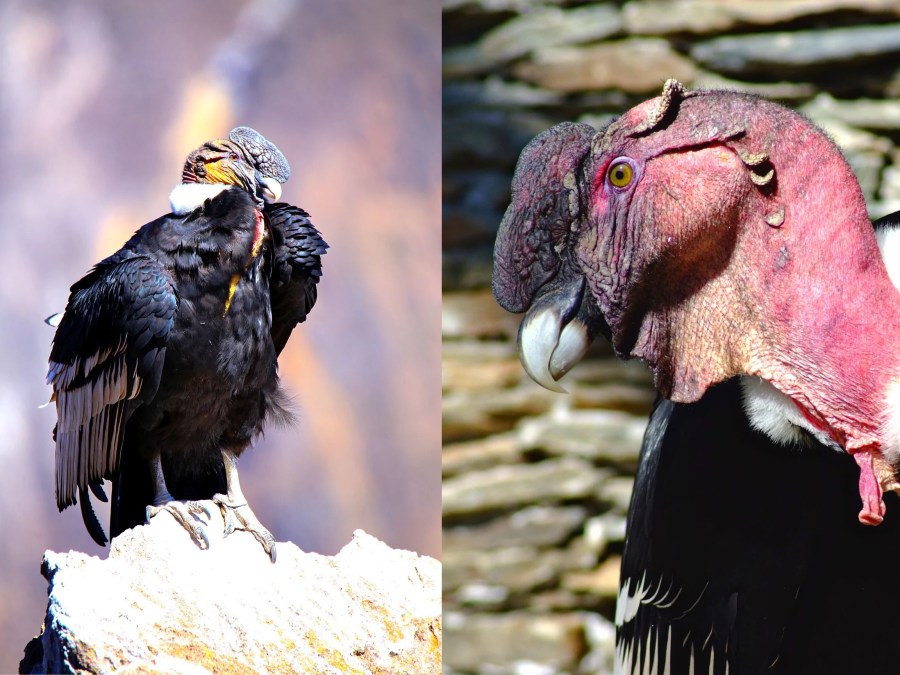 Condor Del Ande 1