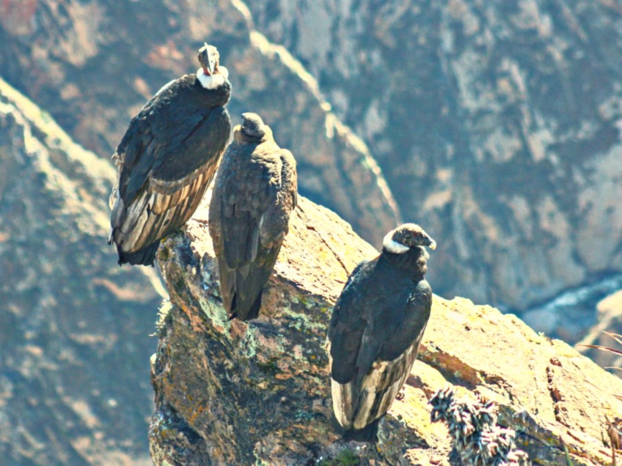 Condores Del Colca 1