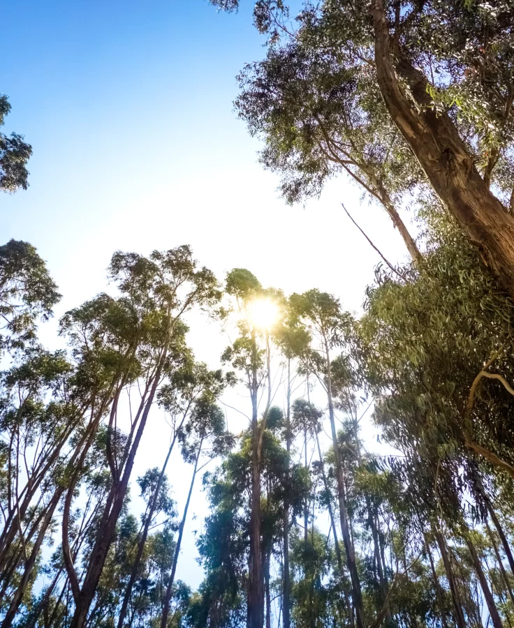 Qenqo Forest