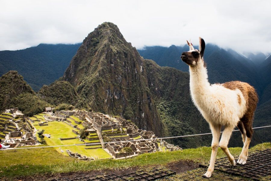 Machu Picchu Con Llamas