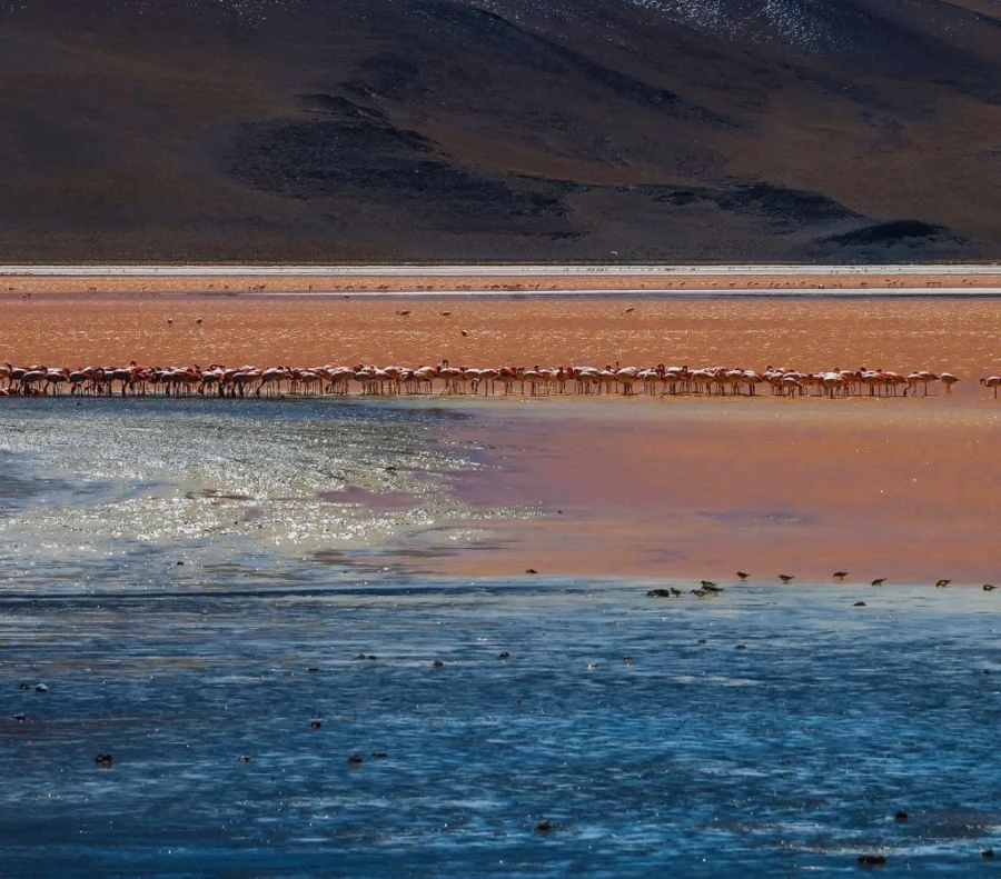 Bolivia Laguna Colorada