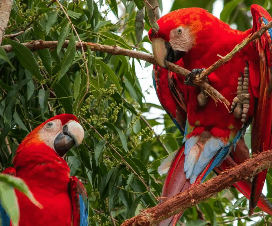 Fauna Manu