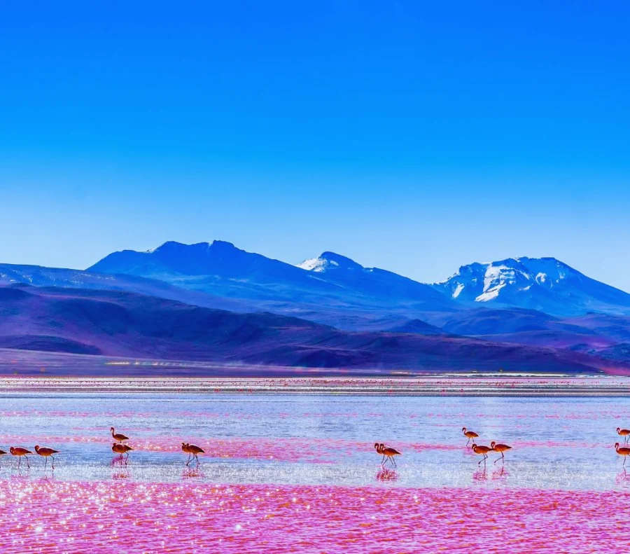 Lagoa Colorada Bolívia