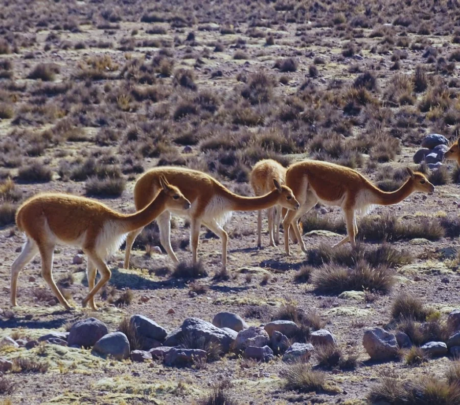 Fauna Colca De Arequipa