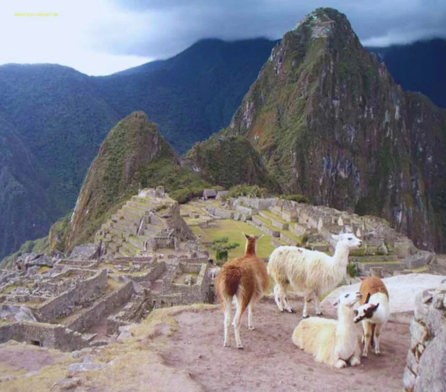 A fauna de Machu Picchu