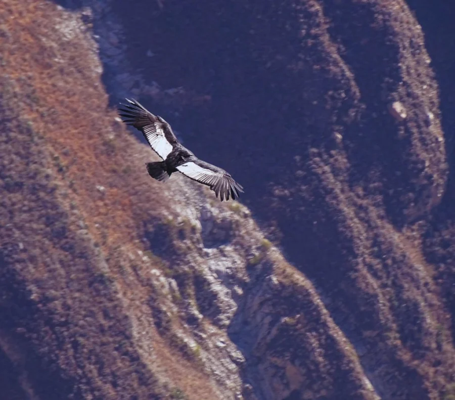 Vuelo Del Condor Arequipa