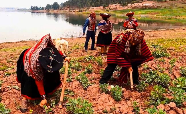 Agricoltura a Qori Simpas