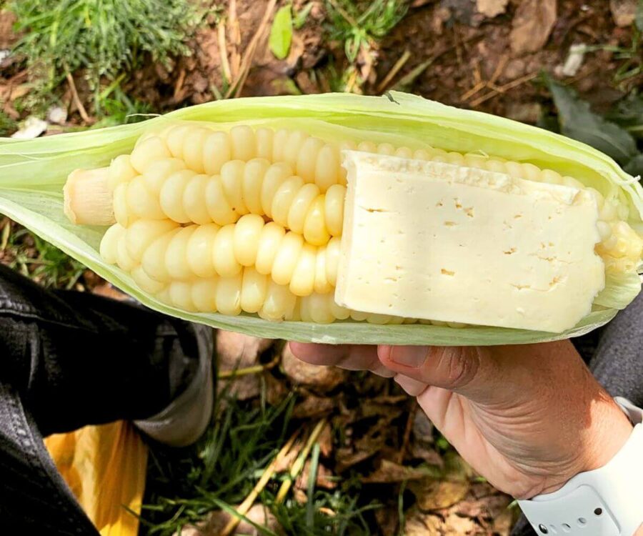 Corn with Cheese, an Andean Delight