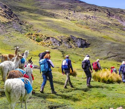 Lares Trek Con Llamas