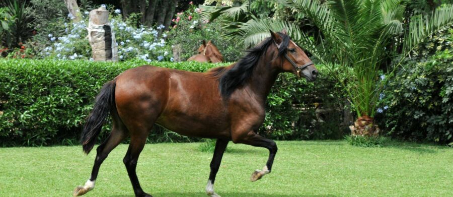 Caballo peruano de paso: raza emblemática que conquista el mundo