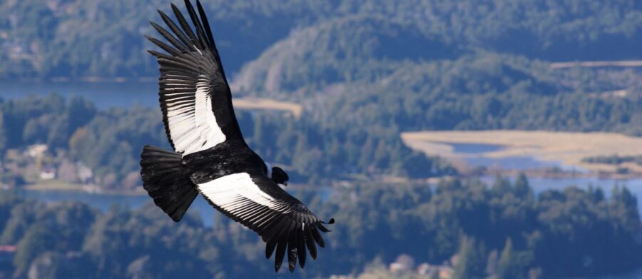 Le condor andin : symbole majestueux des Andes péruviennes