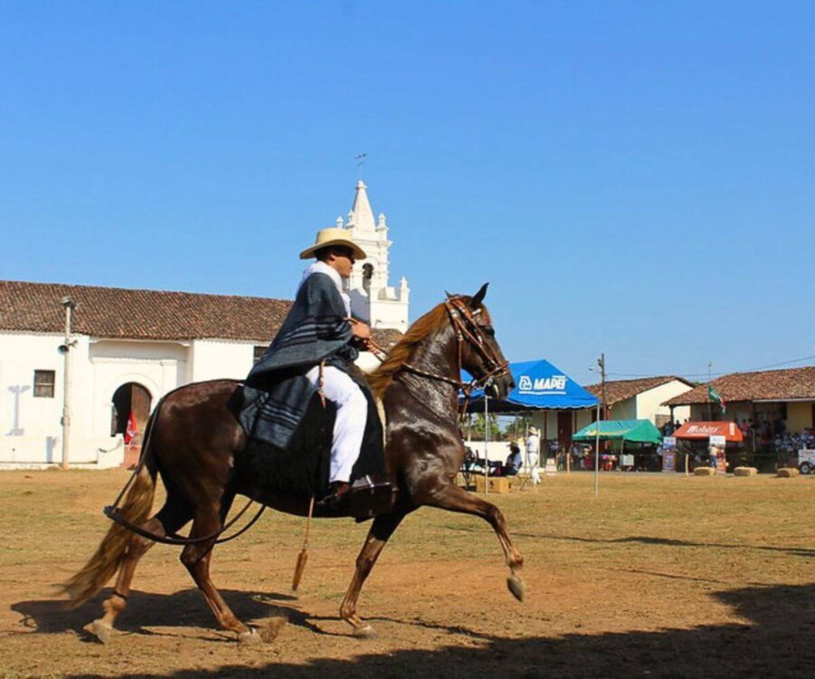 Évolution Et Développement Du Cheval De Paso