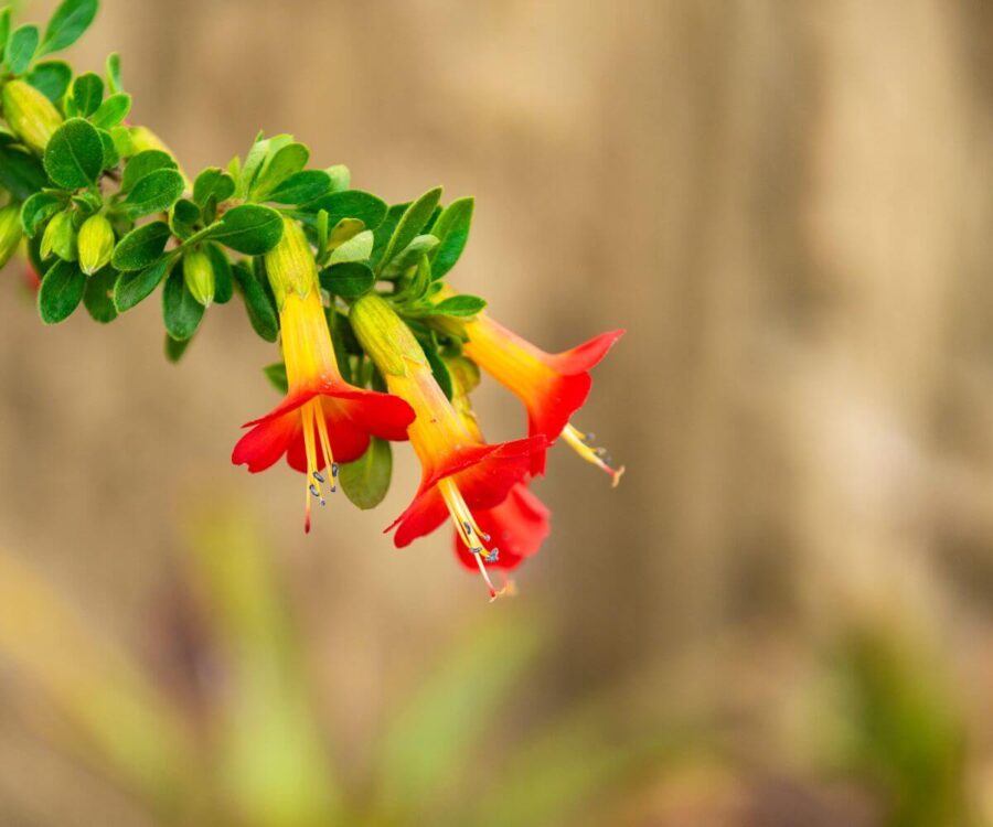 Varietà di fiore di Cantuta