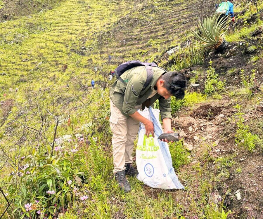 Recogo De Las Plantas