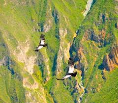 Cruz Del Condor