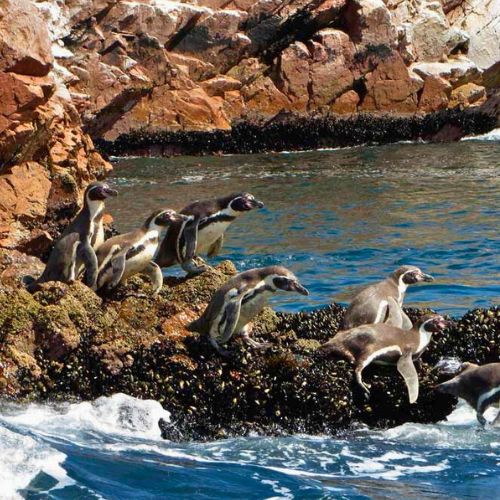 Pinguini Di Humboldt