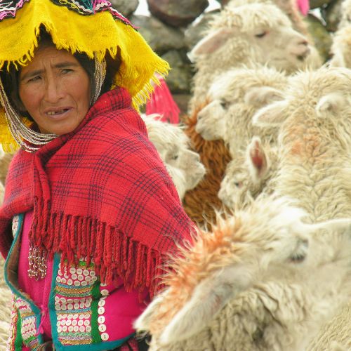 Alpaca