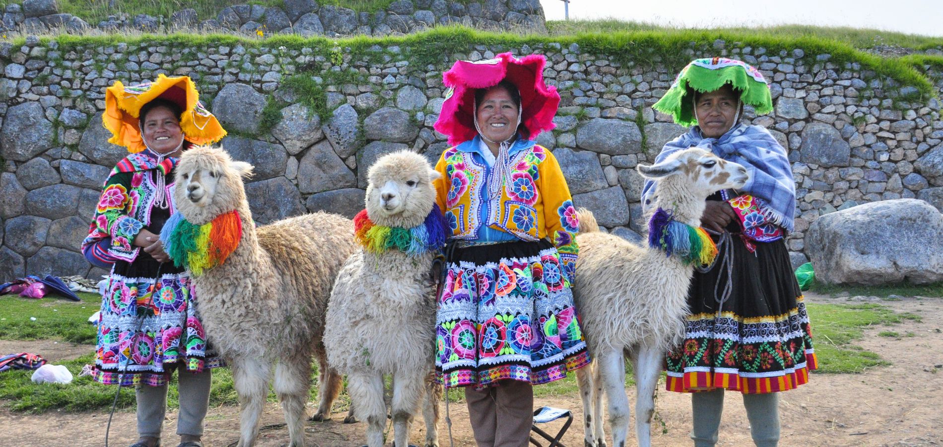 Baby Alpaca