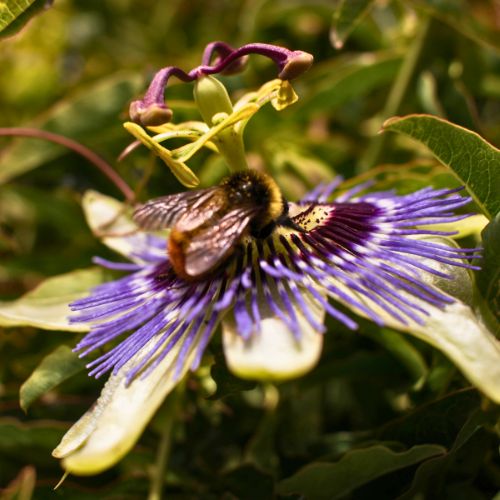 Passiflora o flor de la pasión