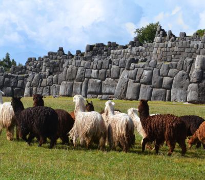 Alpacas De Sacseyhuaman