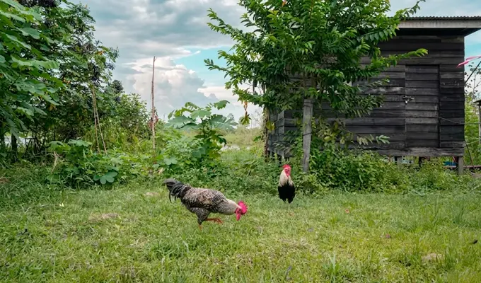 Campo Iquitos