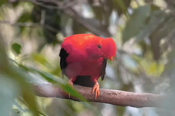 Gallito De La Rocas Andino