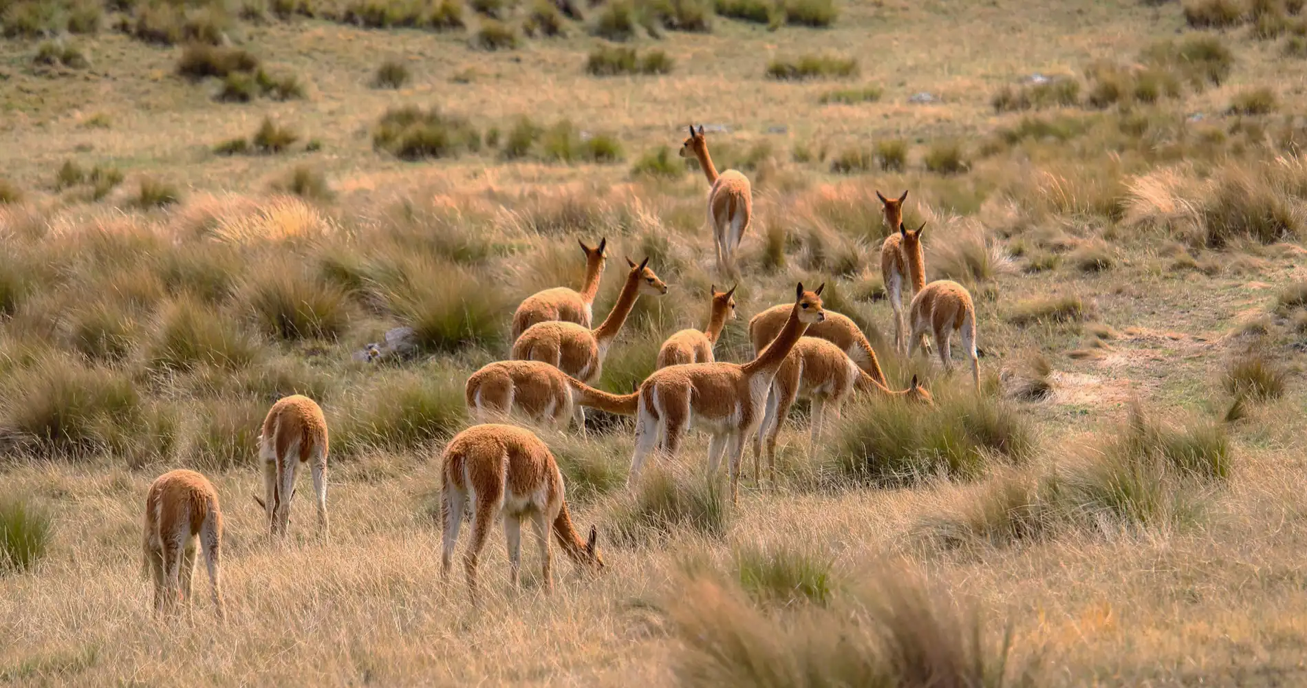 Vicuñas Camelidos Americanos