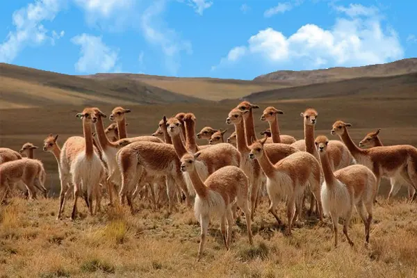 Vicuñas De Las Pampas Galeras