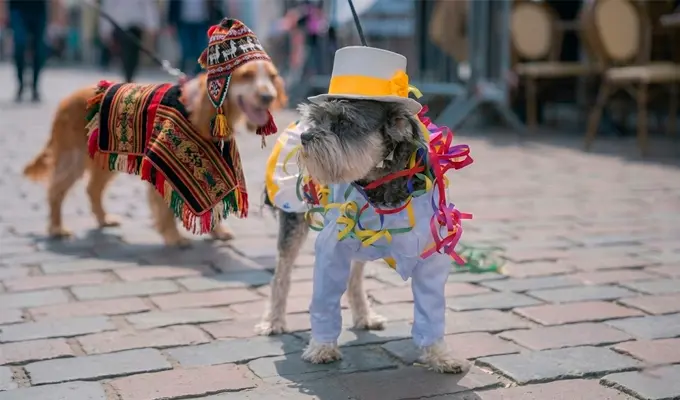 Perrito Carnavalero