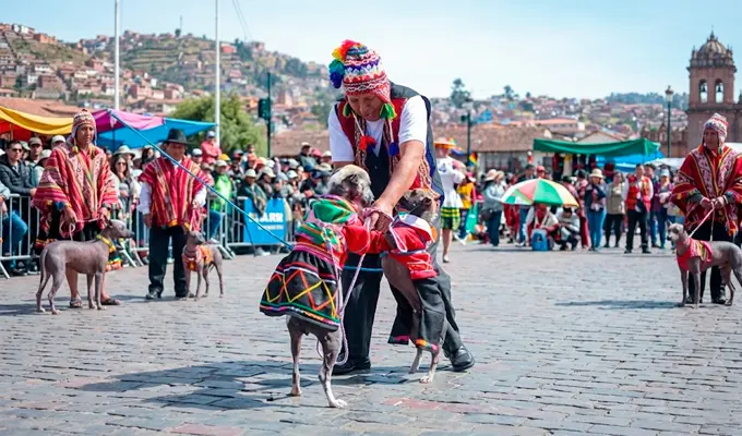 Perritos Con Ropa De Cholitas