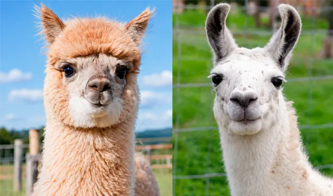 Alpaca O Llama